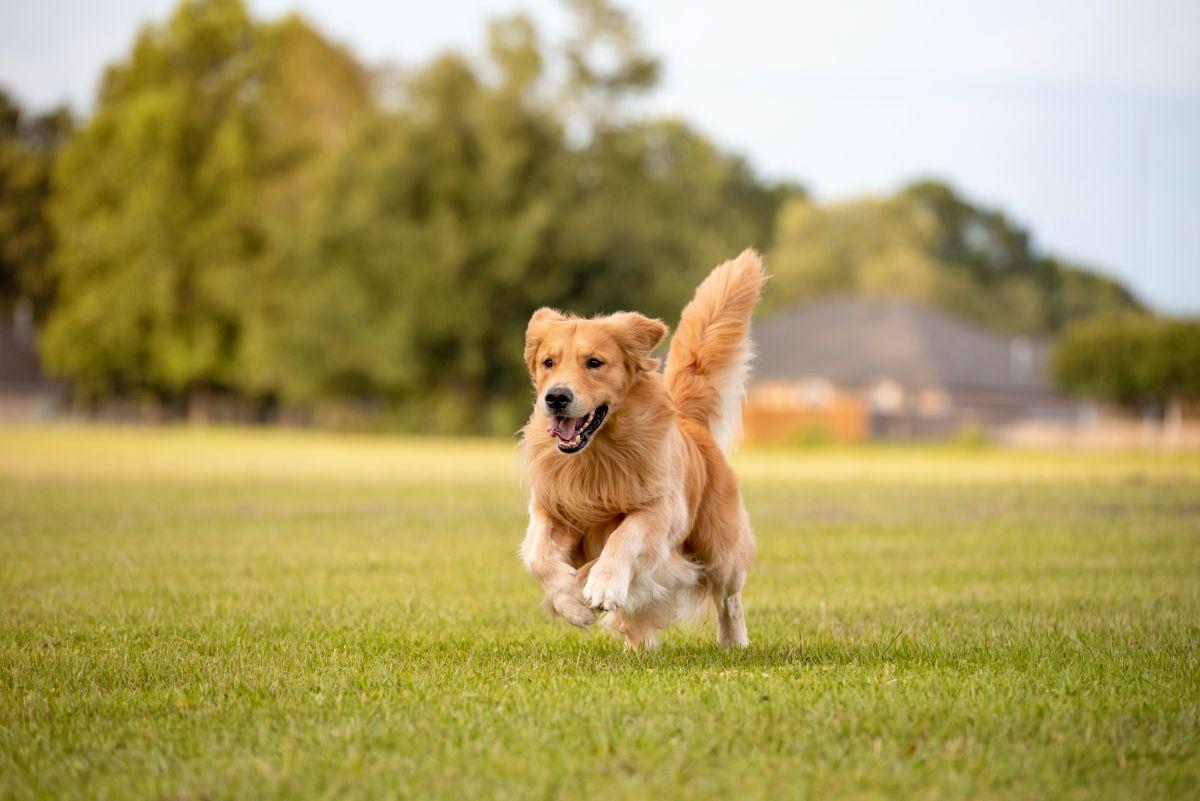 Petit terrain privé pour chien
