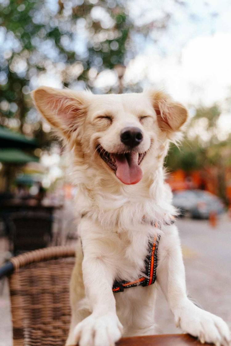 Chien heureux dans un espace privé Unleaz