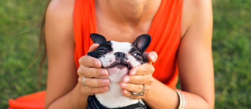 Chien en liberté dans un espace sécurisé