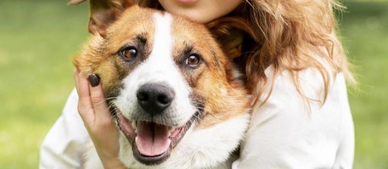 Moment de détente entre un chien et son maître