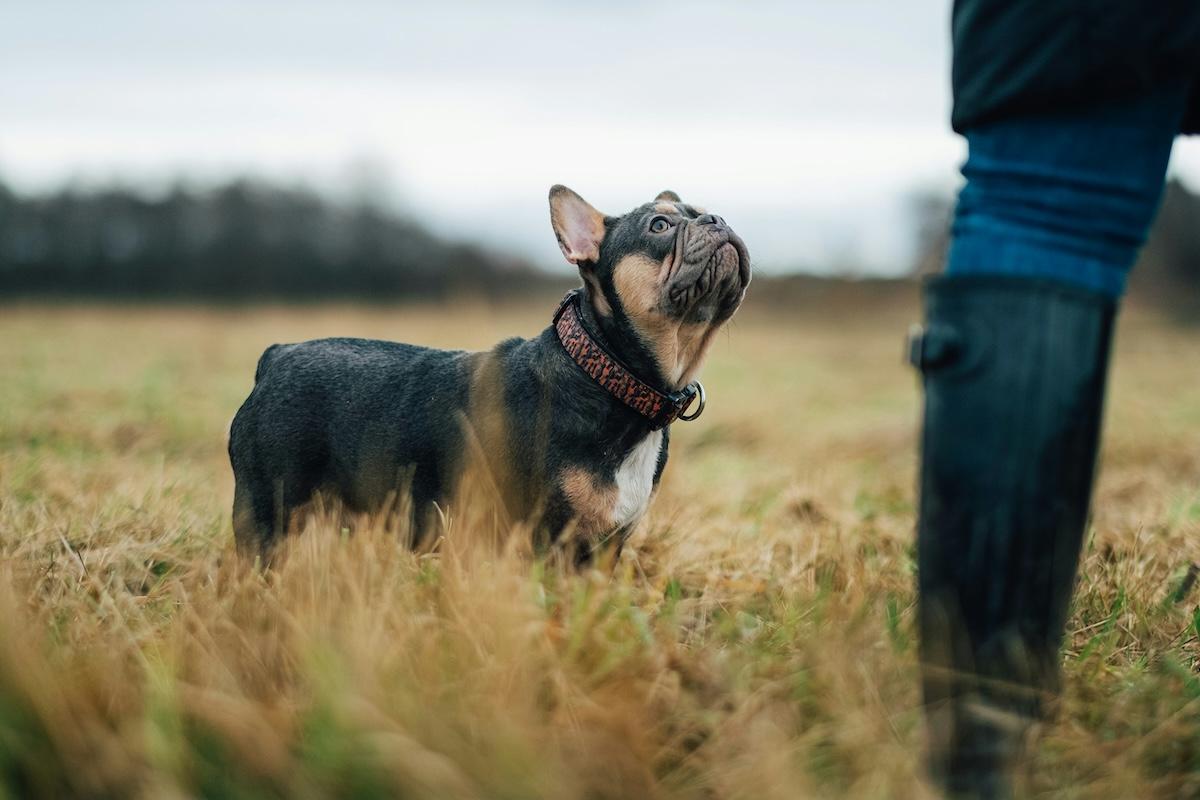 Éducateurs canins