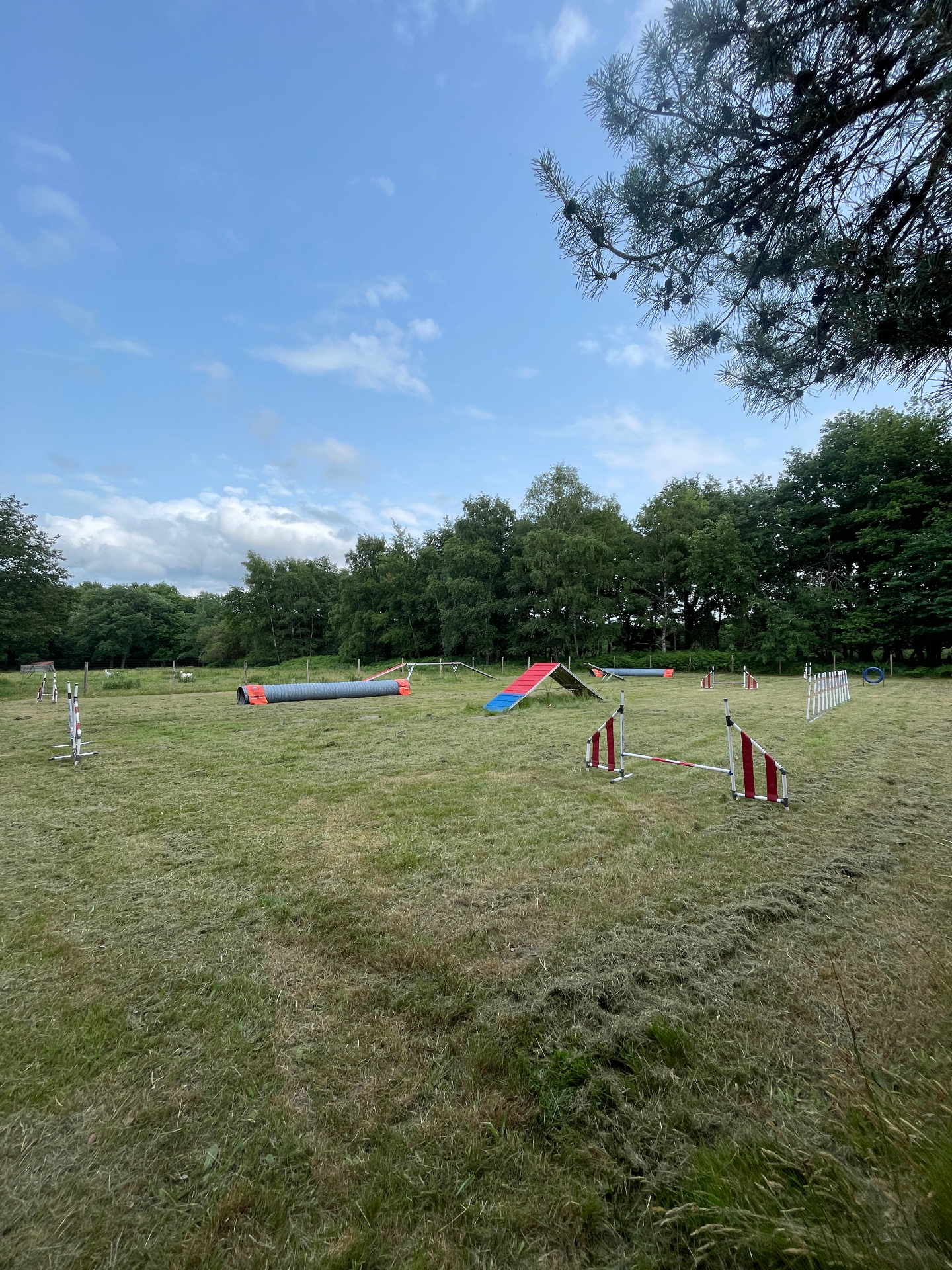 Parc de loisirs canin avec agility, jeux et piscine !