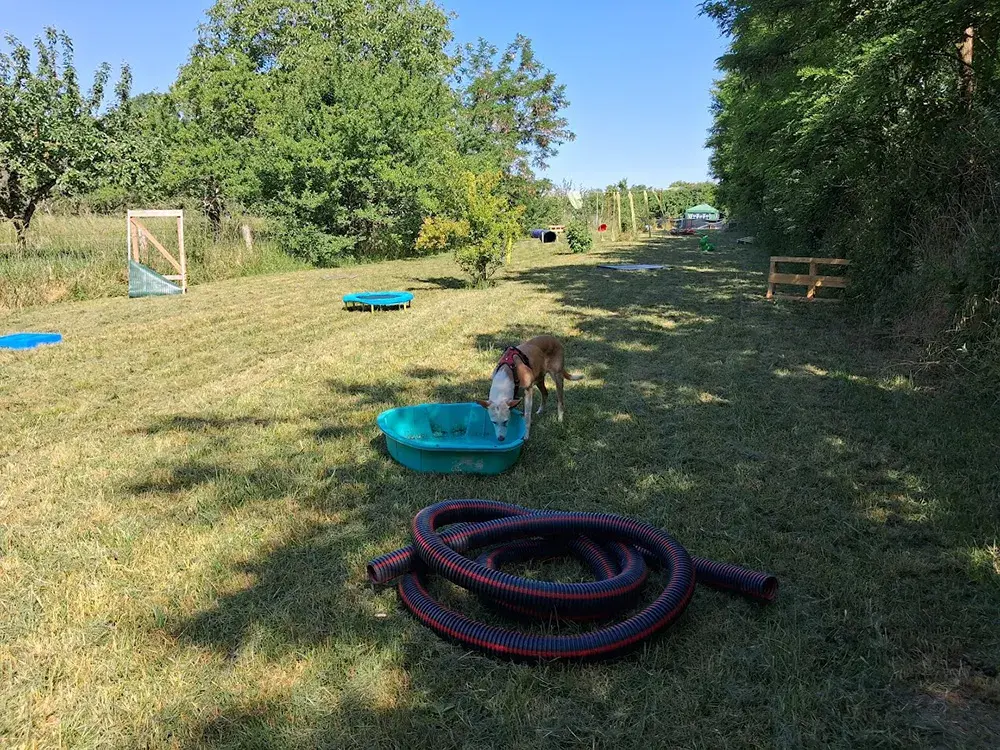 Verger entièrement clôturé pour chiens
