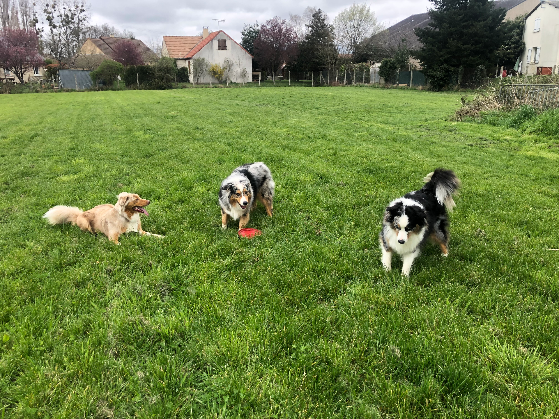 Jardin Clos 3000m² pour chiens
