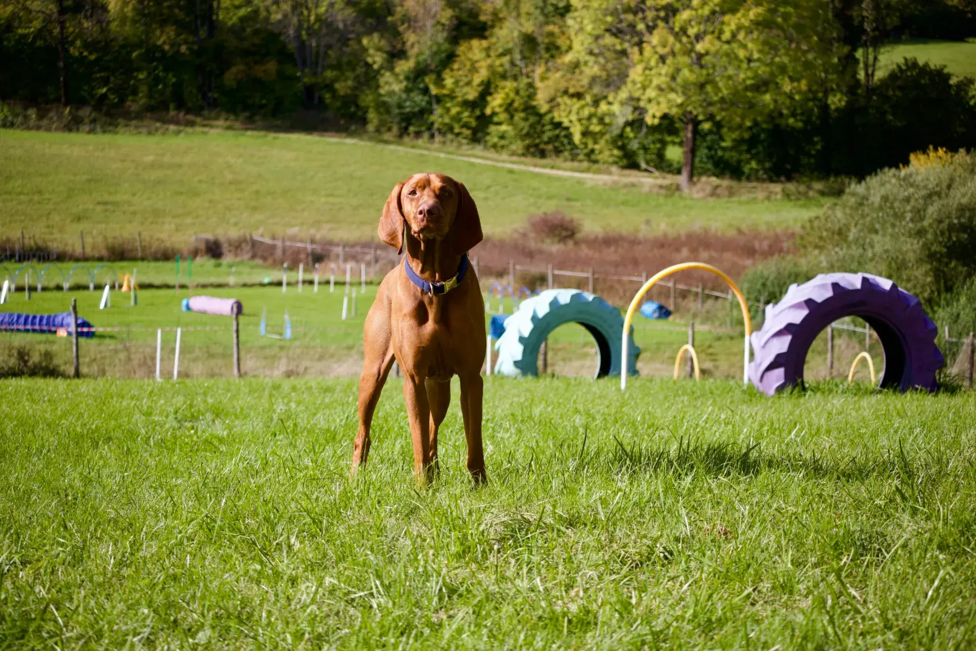 Parc de Loisirs privé - Wouf'Fun Parc