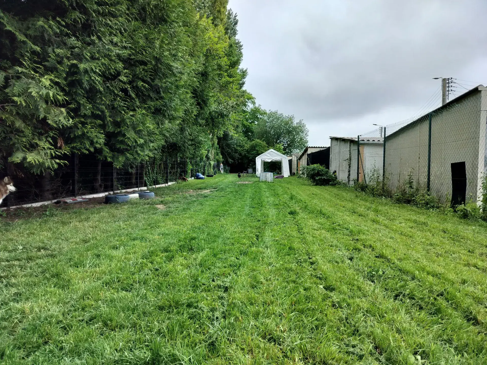 Parc canin sécurisé avec bassin
