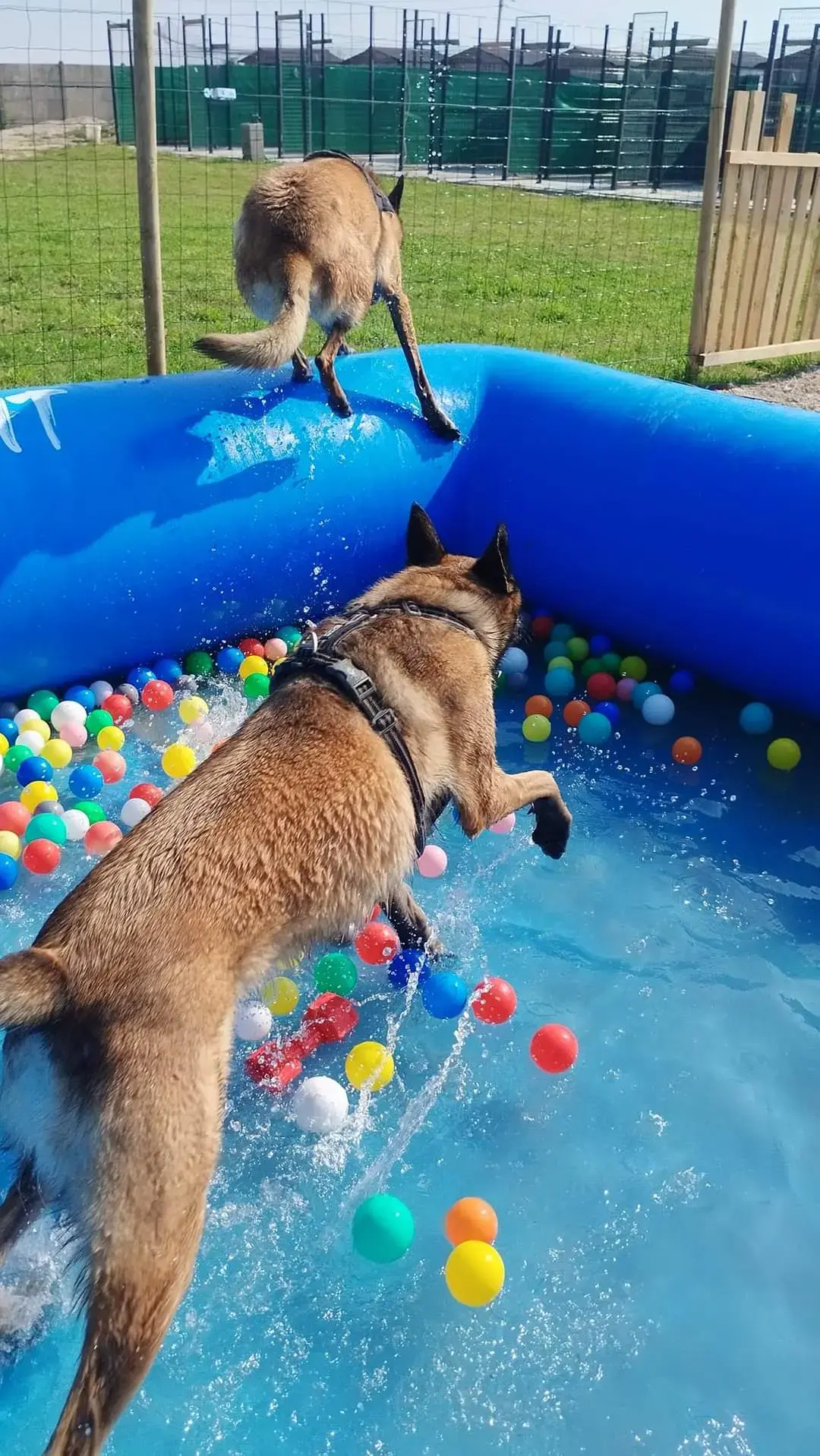 Grand parc avec Canipool et agrès canins