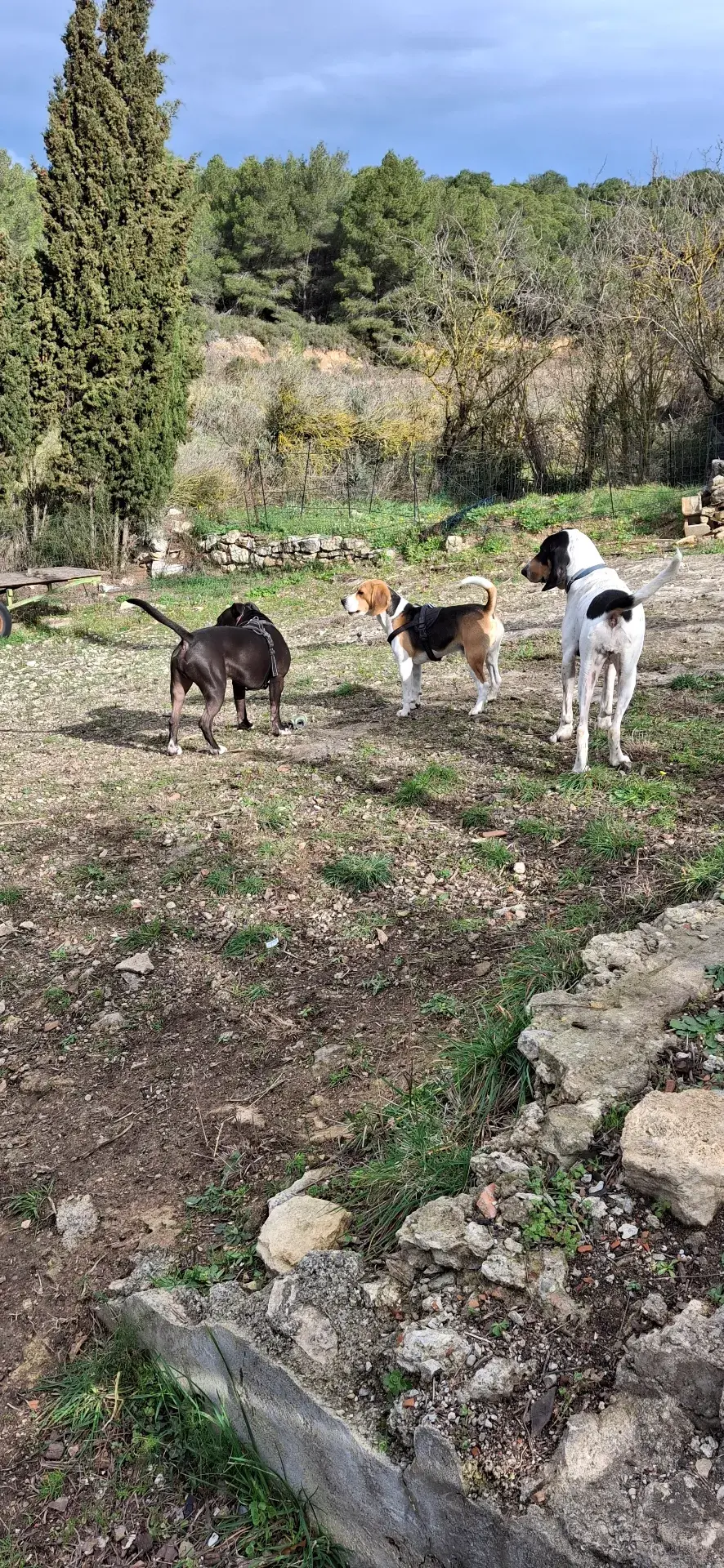Terrain sécurisé pour chiens - Espaces multi-activités, piscines & jeux