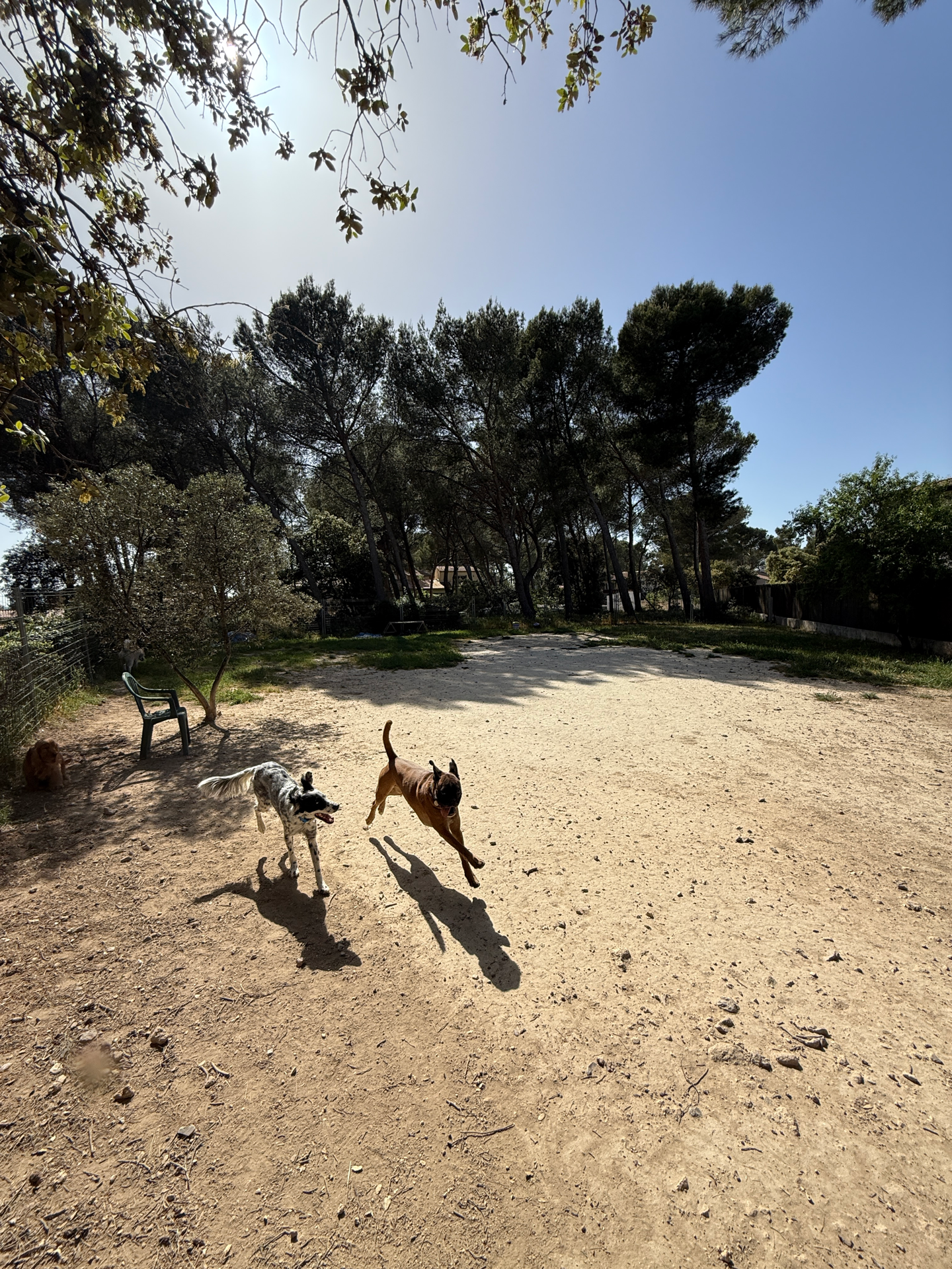 Pinède clôturée pour chiens – Espace naturel sécurisé et ombragé