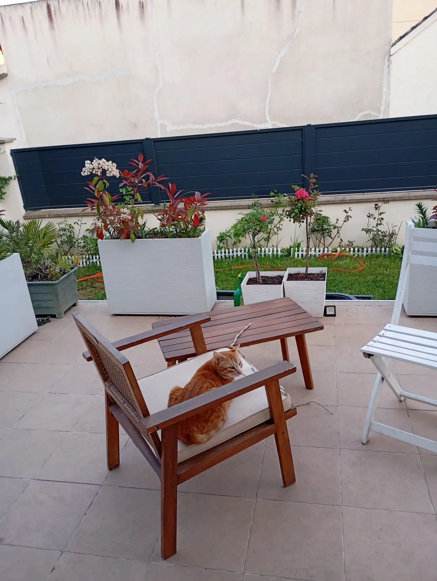 Jardin clôturé pour chien petite et moyenne taille