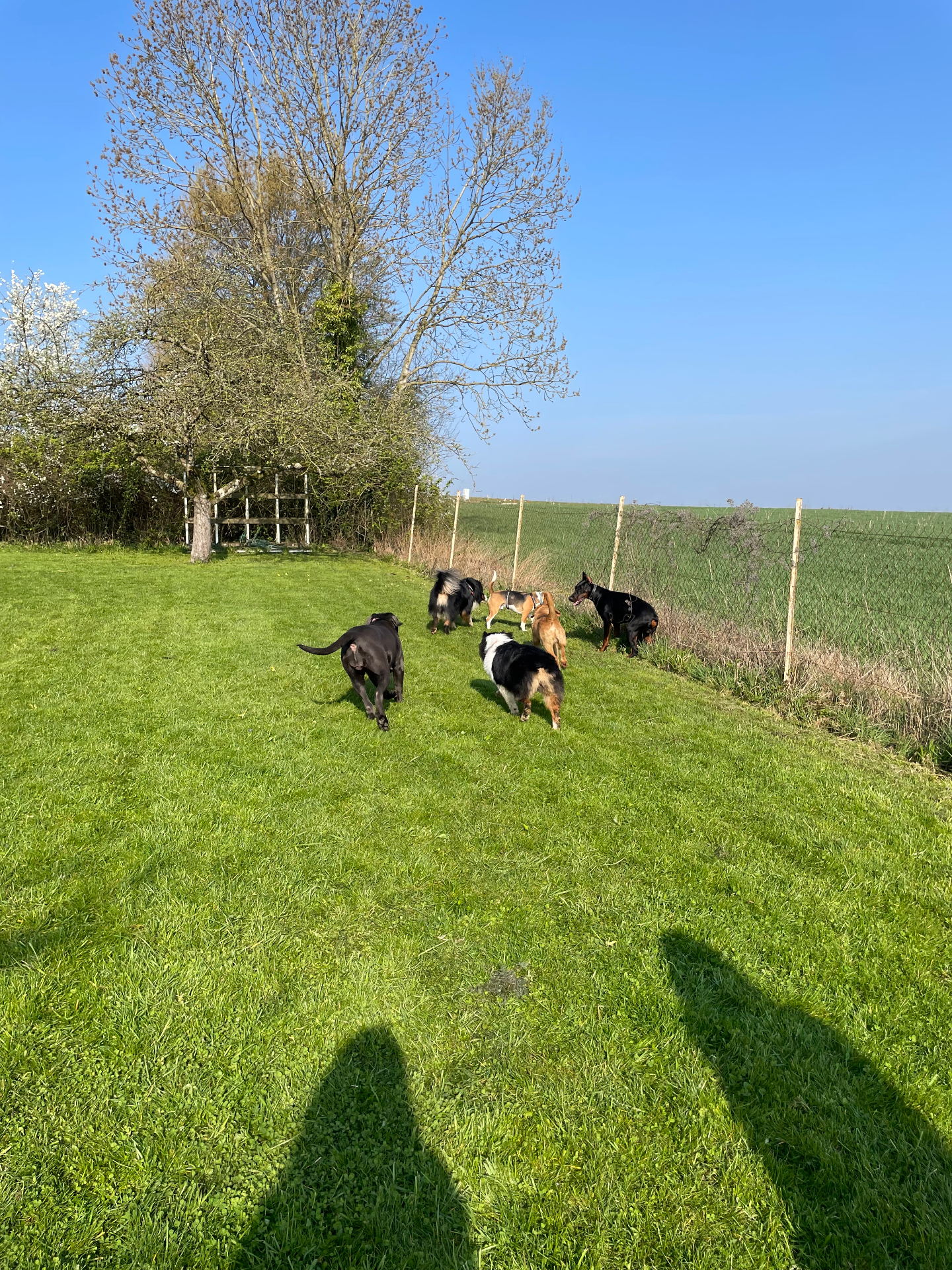 Terrain de loisirs pour chien 1000m2 clôturé