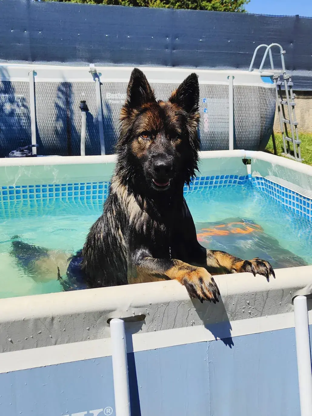 Piscine privée pour vos Toutous - Landes