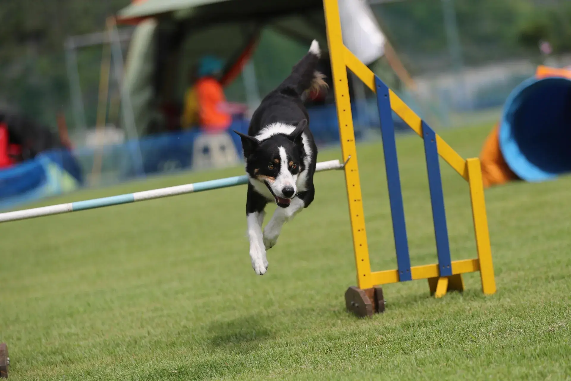 Agility pour chien : guide complet pour débuter et progresser