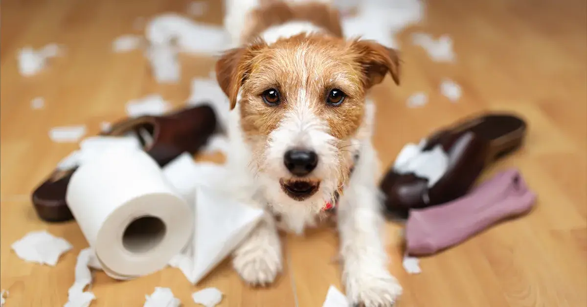 Anxiété de séparation du chien : comprendre, traiter et prévénir
