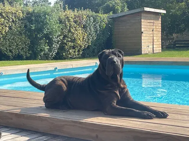 Unleaz : réinventer la liberté pour nos chiens