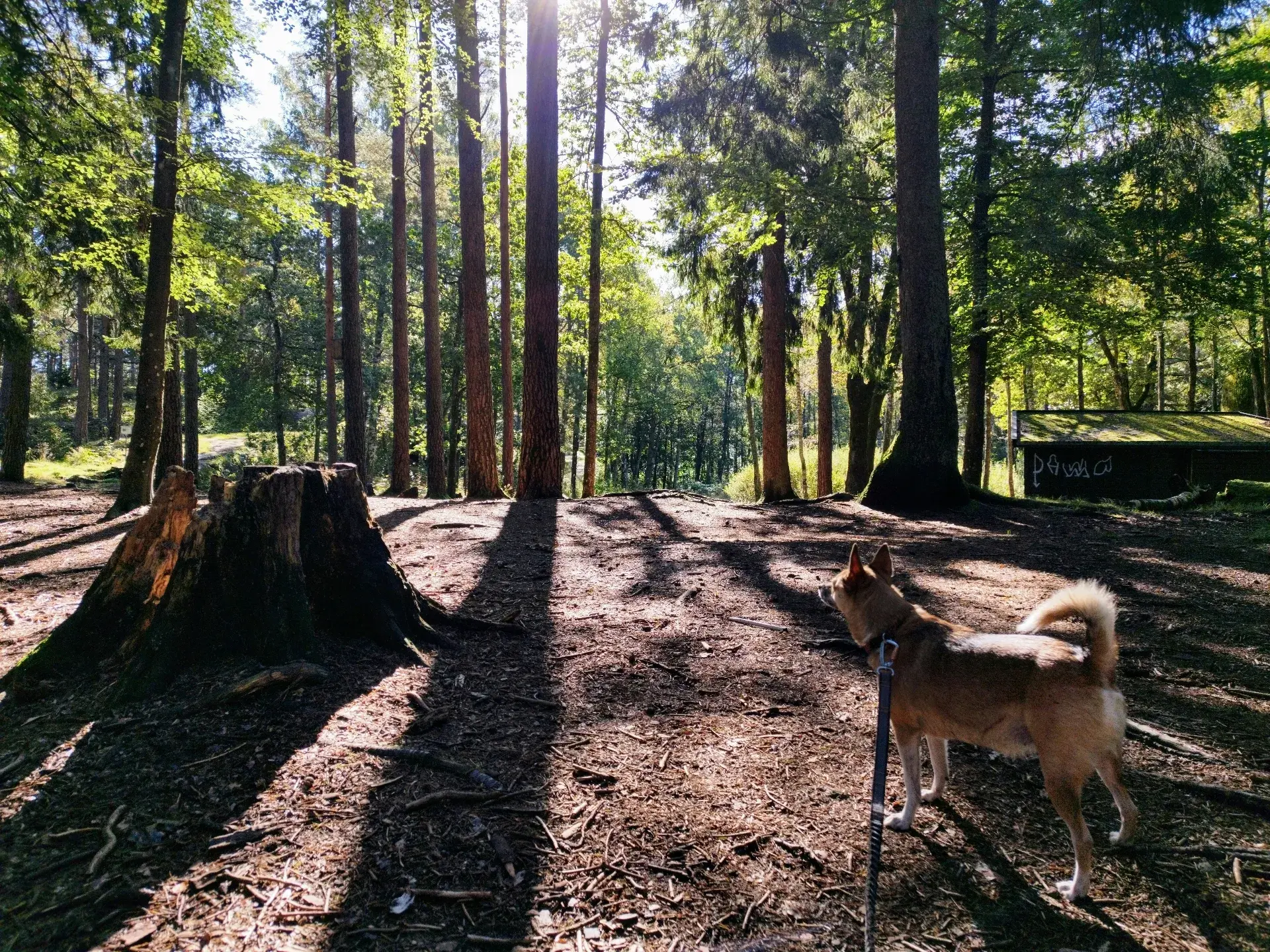 Balade en forêt avec votre chien : interdit sans laisse du 15 avril au 30 juin et jusqu'à 750 € d'amende