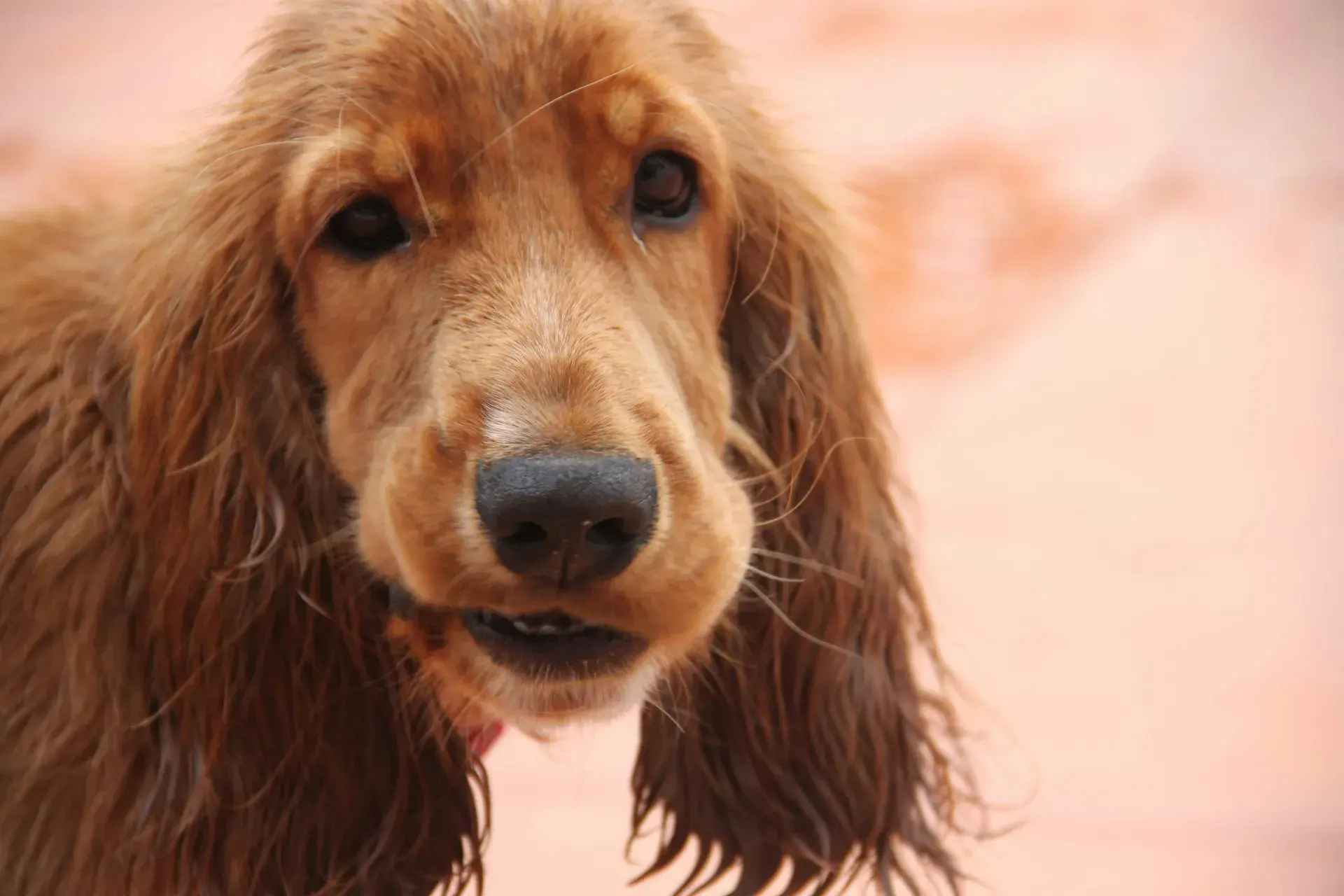 Mon chien n'est pas sociable : peut-il quand même courir sans laisse ?