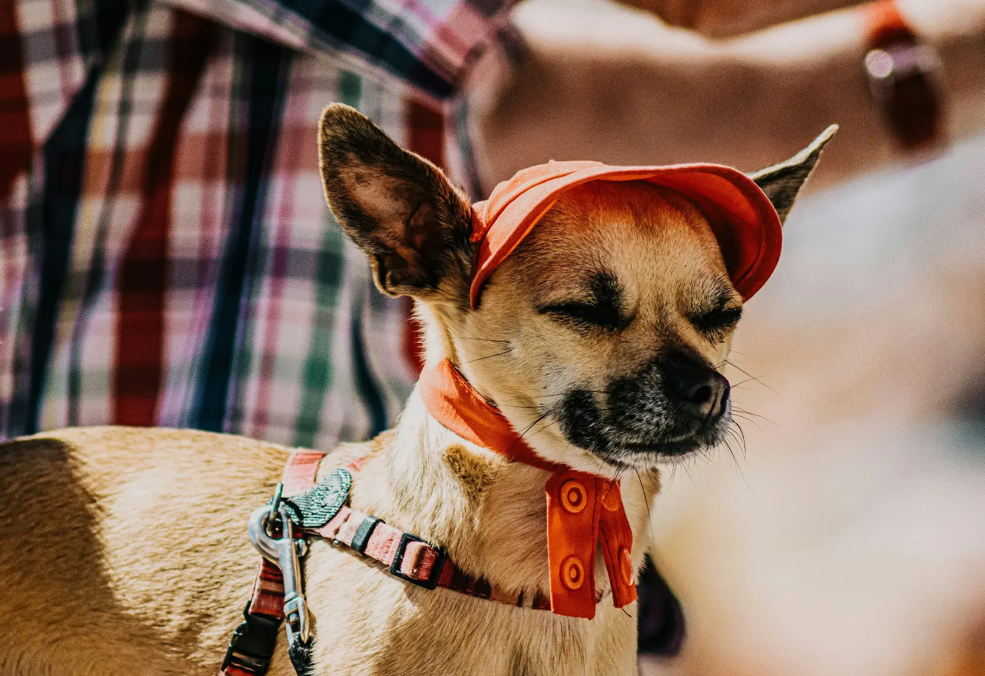 Promener son chien quand il fait chaud : le guide complet pour des sorties sans risque