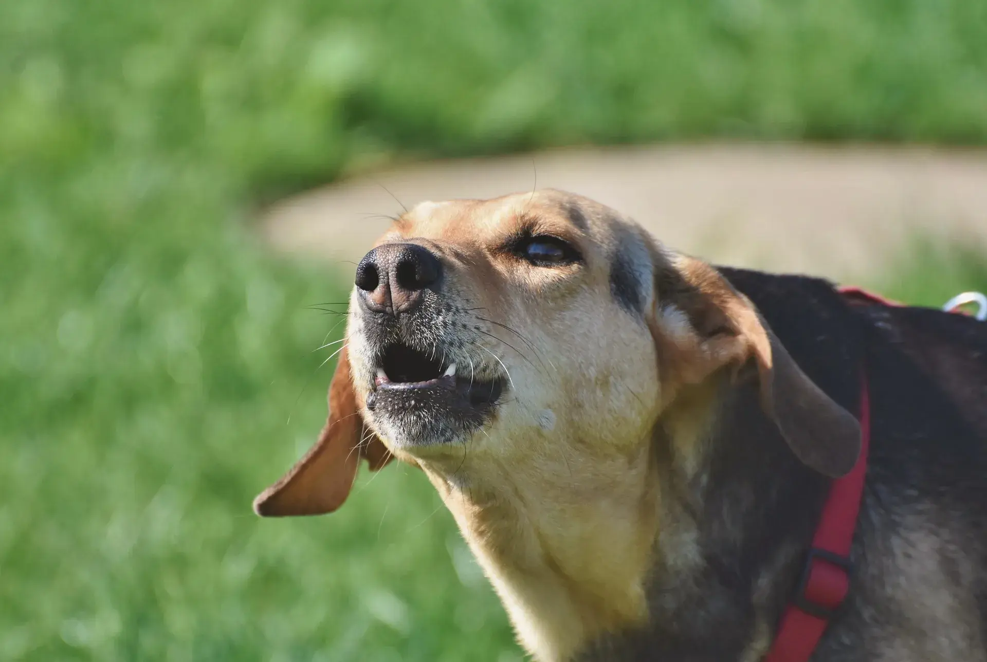 Chien qui aboie : comprendre les causes et réduire les aboiements