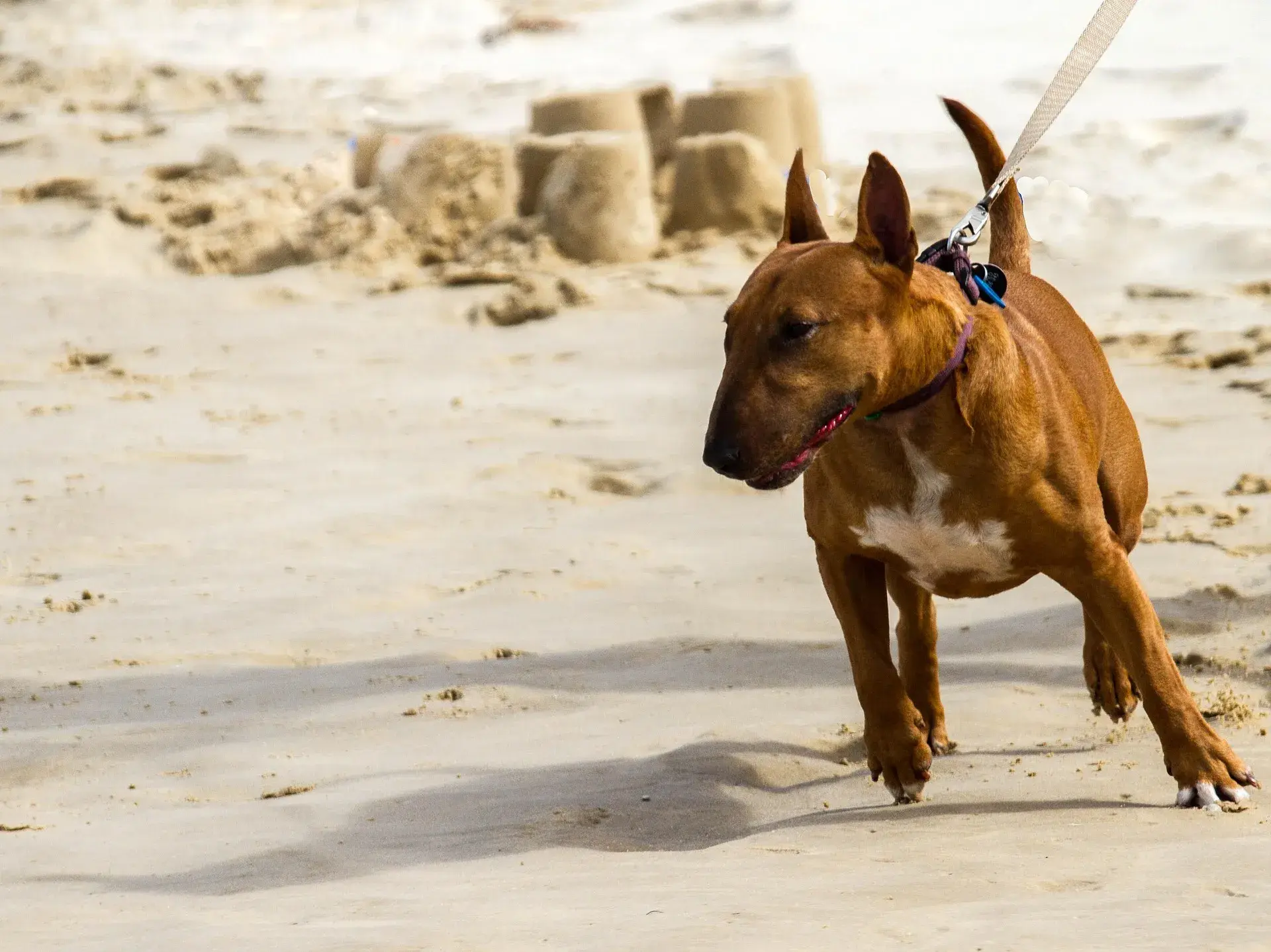 Mon chien tire en laisse : 5 méthodes efficaces pour une marche calme