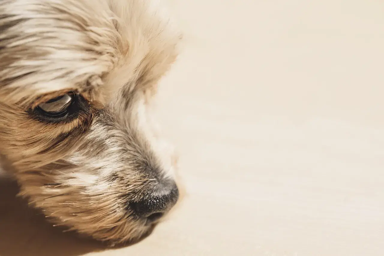 Chiens anxieux : 7 solutions concrètes pour l'aider grâce à un espace privé et sécurisé