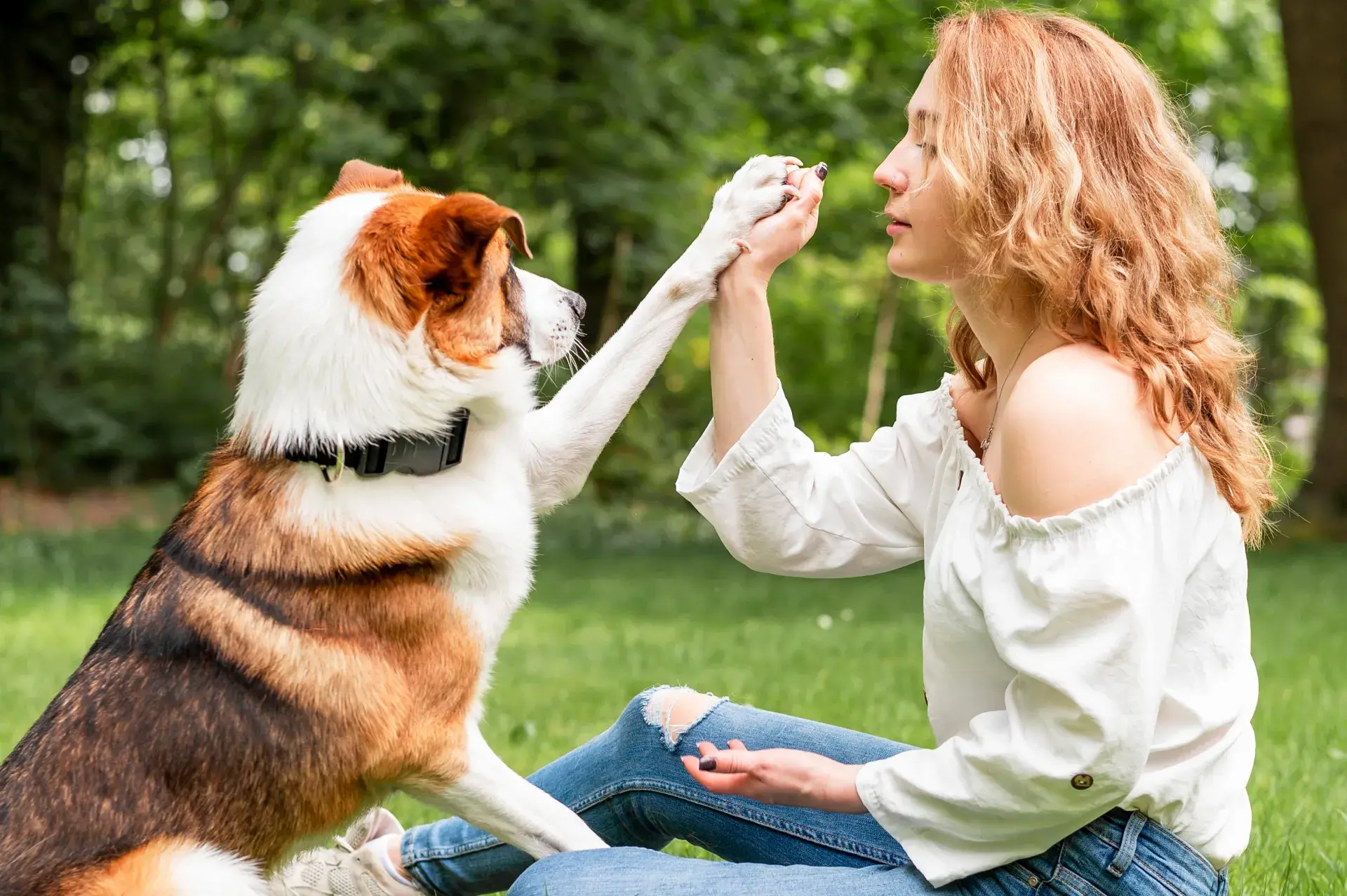 Éducation canine : guide complet pour bien éduquer son chien