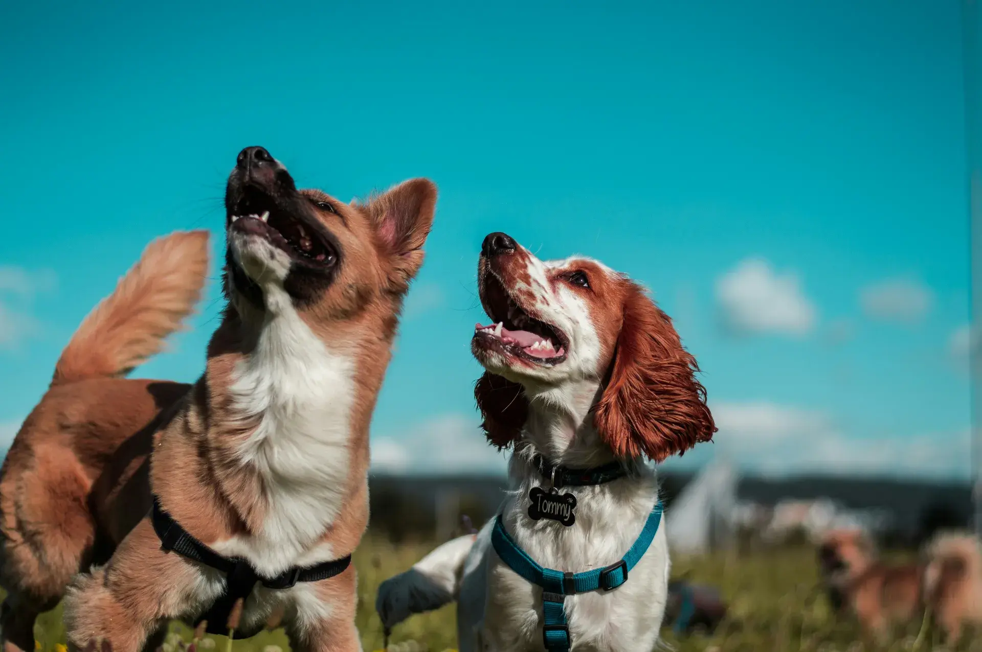 Enrichissement canin : les 4 types d'enrichissement pour un chien équilibré et heureux