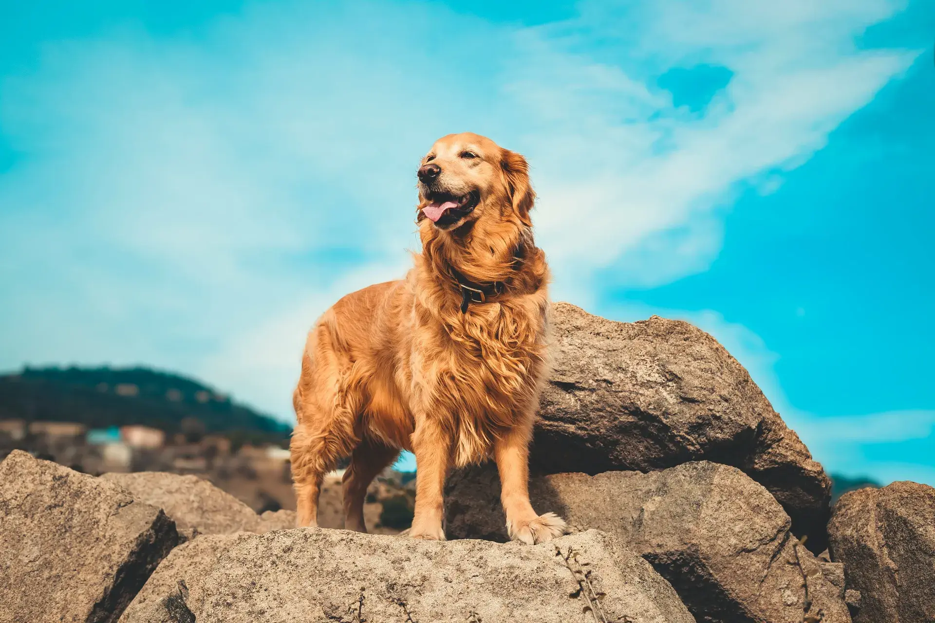 Golden Retriever : pourquoi 63% sont en surpoids, et comment lui offrir la vraie dépense dont il a besoin