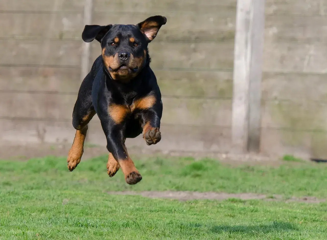 Pourquoi payer pour promener son chien sur un terrain privé ? 7 bonnes raisons pour son bien-être